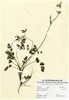 藏品(玉山茴香)的圖片